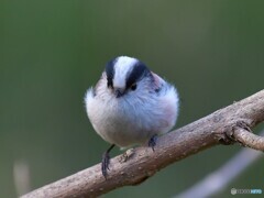 かわいい エナガ2