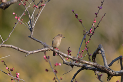 ジョウビタキ 20260221-2