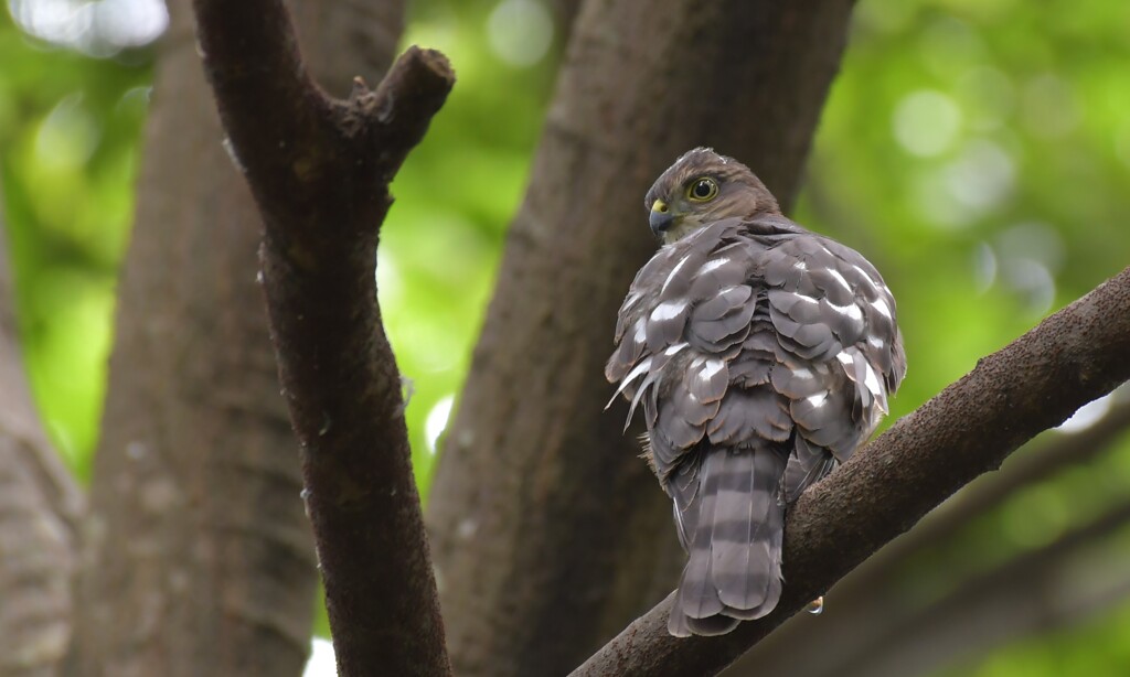 ツミ　幼鳥　20230715-2