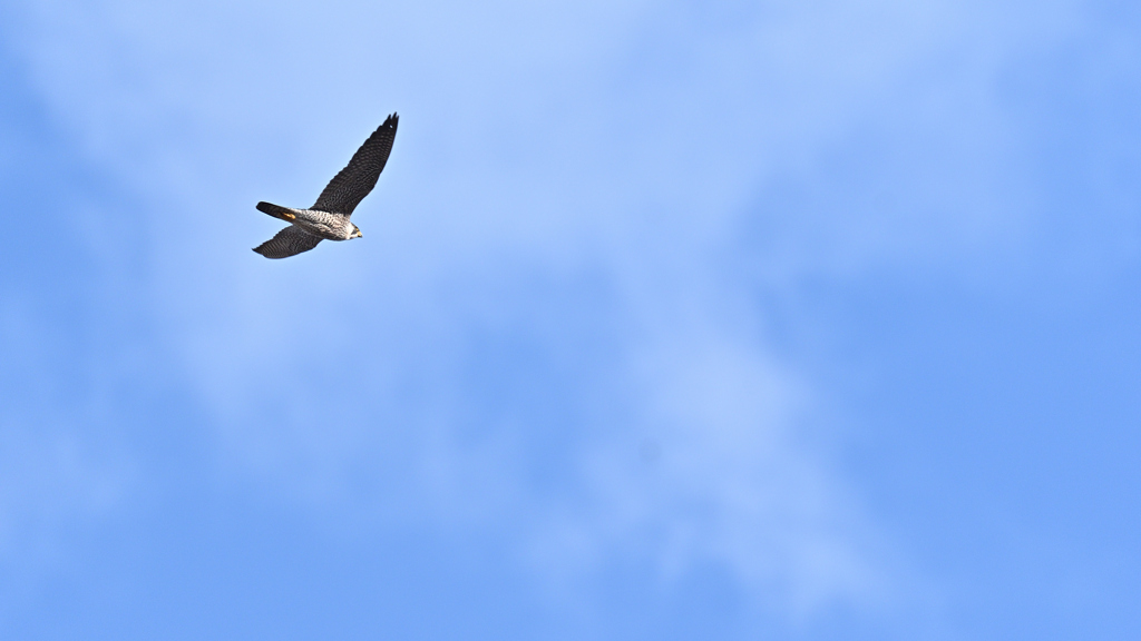 ハヤブサ 20260131-1