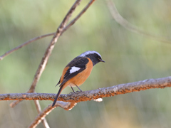 ジョウビタキ ♂ 20251206-2