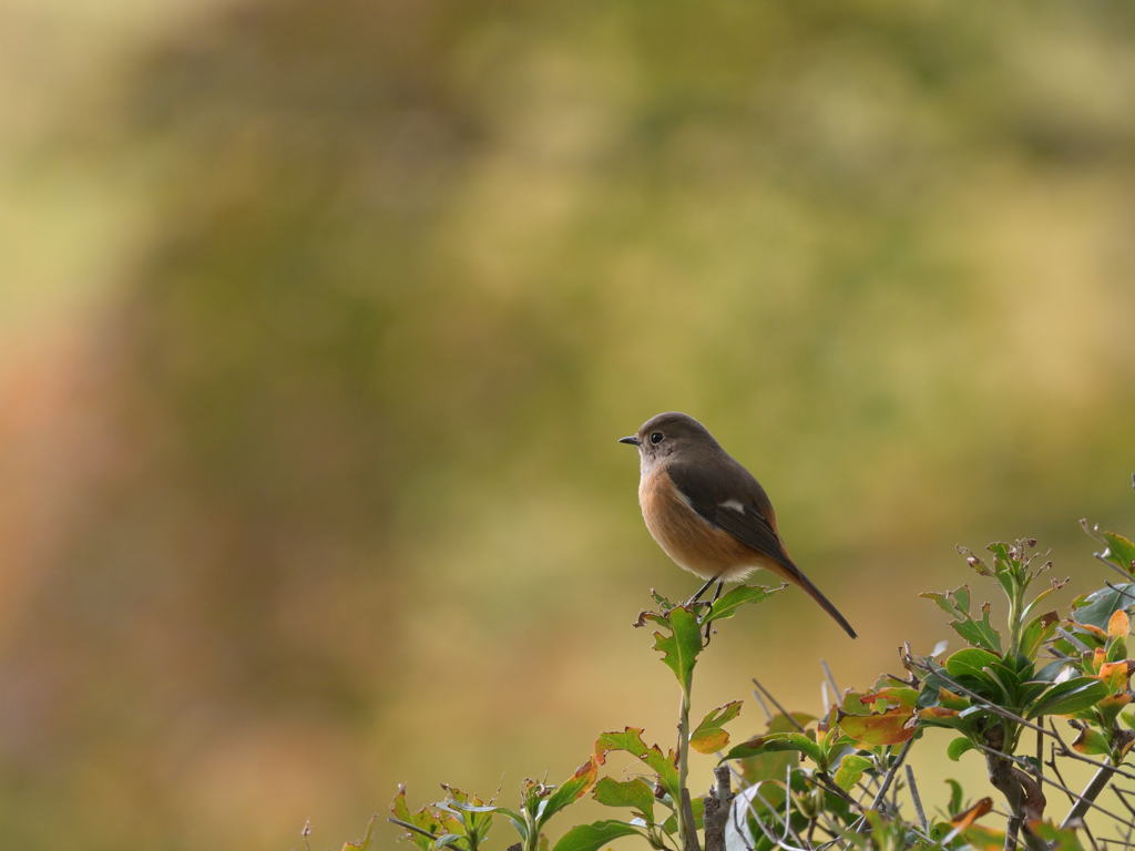 ジョウビタキ♀ 20251103-2