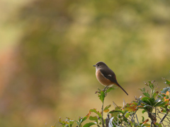 ジョウビタキ♀ 20251103-2