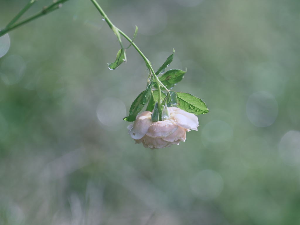 Flowers after the rain 1019-2