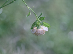 Flowers after the rain 1019-2