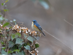 ルリビタキ 20260118-1