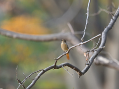 ジョウビタキ ♀ 20251115-2