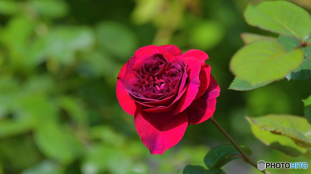 薔薇　１