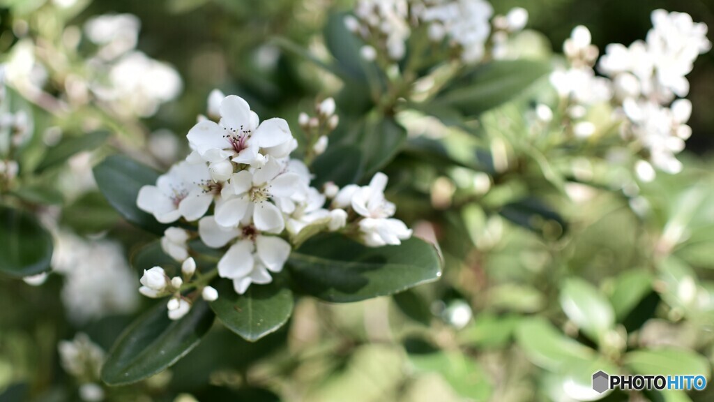 Flower 20230501-1