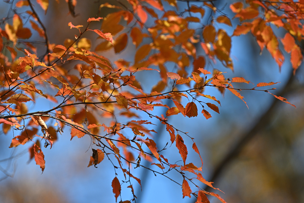 紅葉２