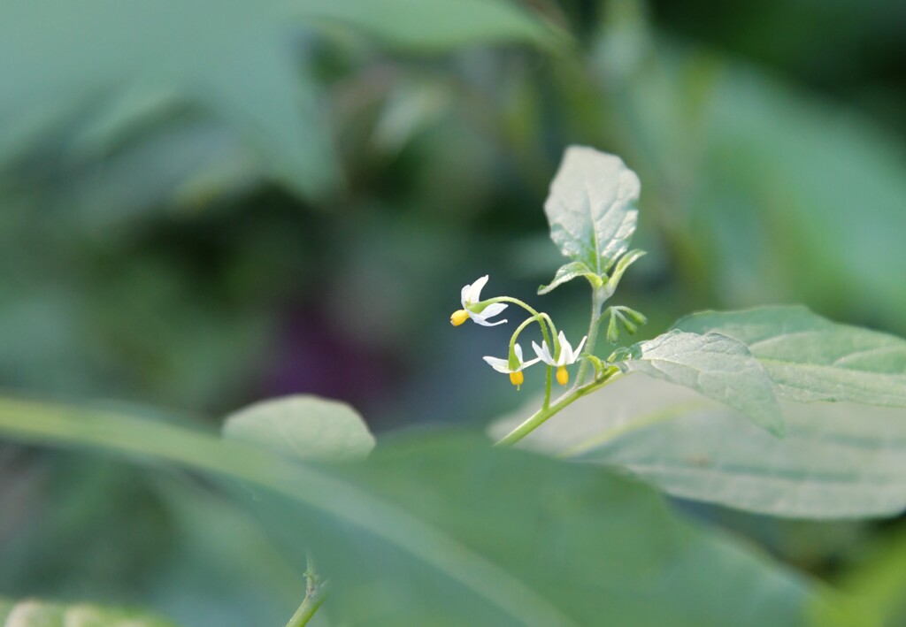 とても小さな花
