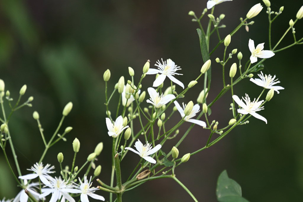 Flower 20230918