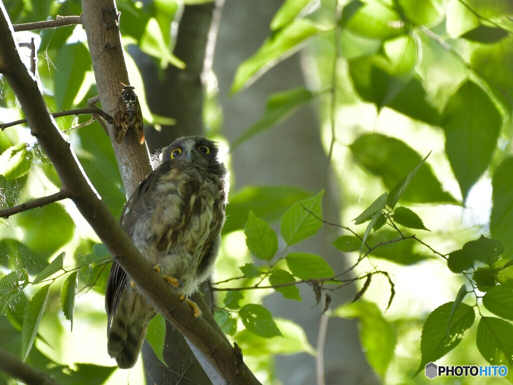 夏とアオバズク幼鳥