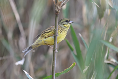 アオジ 20260214-1