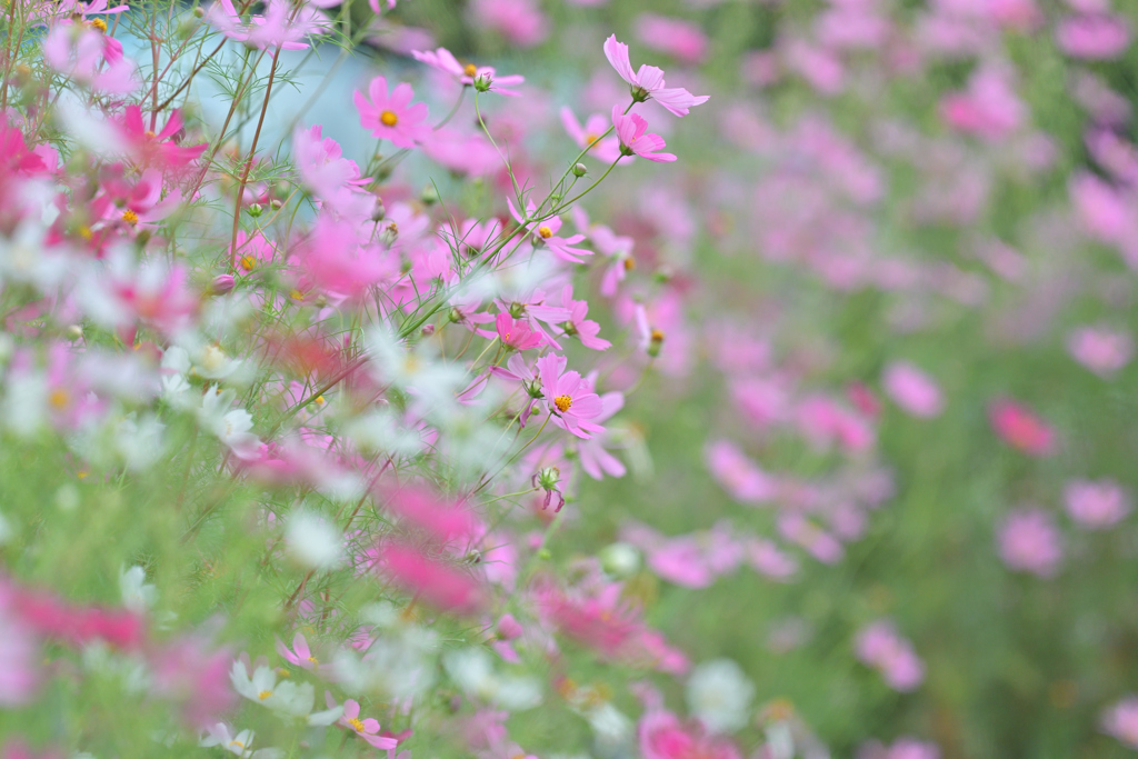 秋桜 20251003