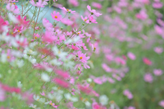秋桜 20251003