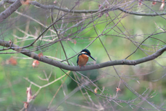 カワセミ 20251222