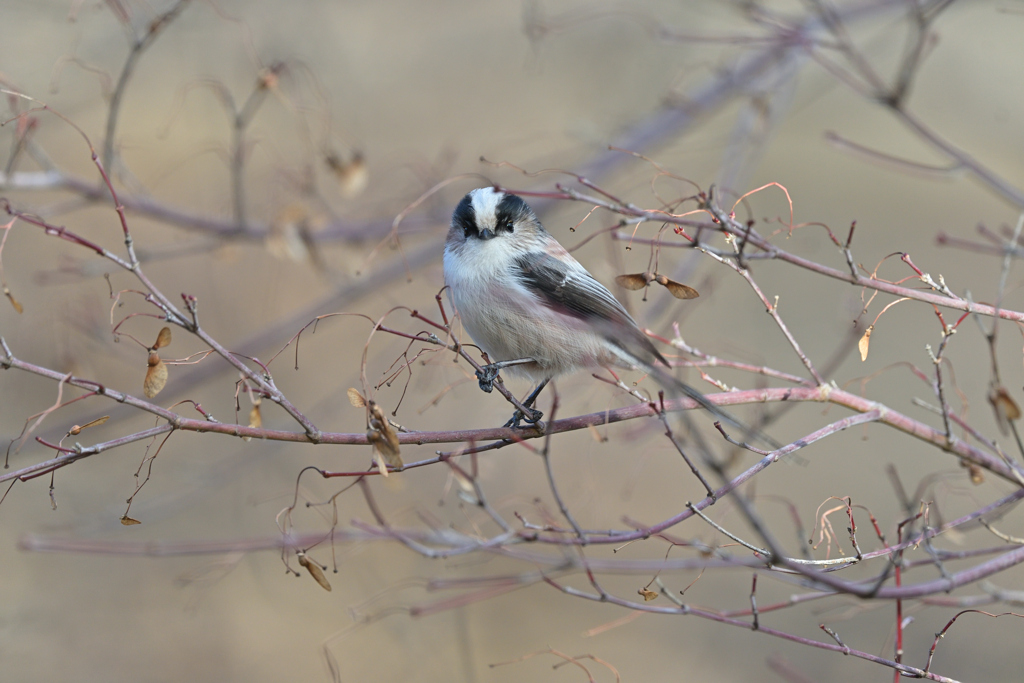 エナガ 20251226-2