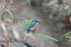 カワセミ 20260104