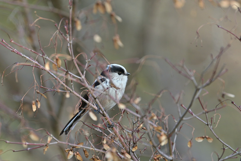 エナガ 20251226-1