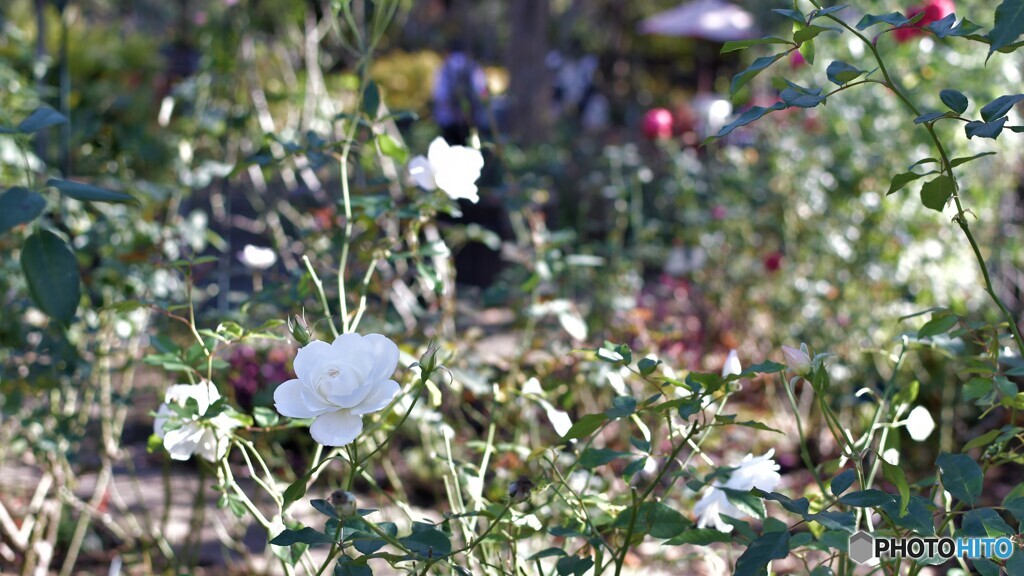 ピュアホワイト