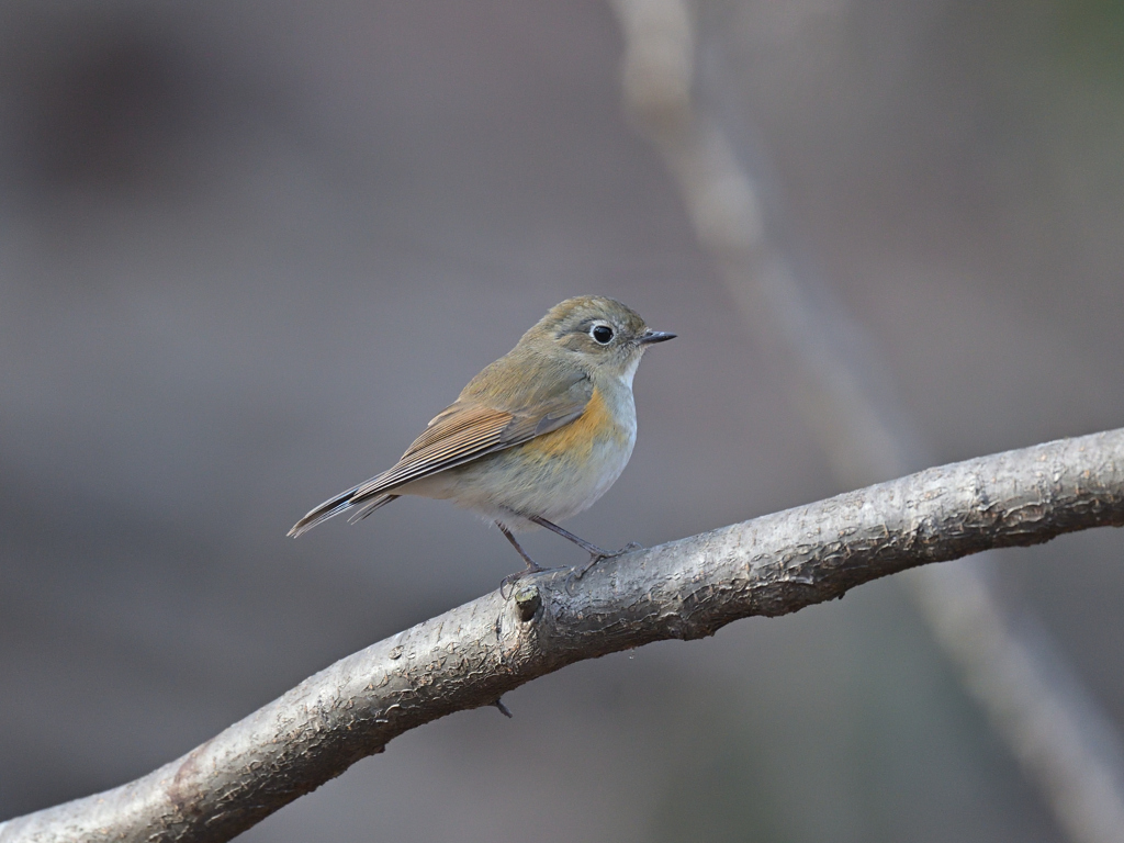 ルリビタキ　♀　20260125-3