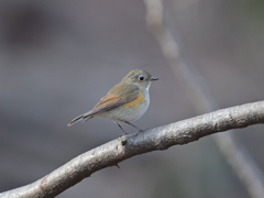 ルリビタキ　♀　20260125-3