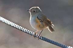 ルリビタキ　♀　20260125-2