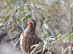 コジュケイ 20260125-1