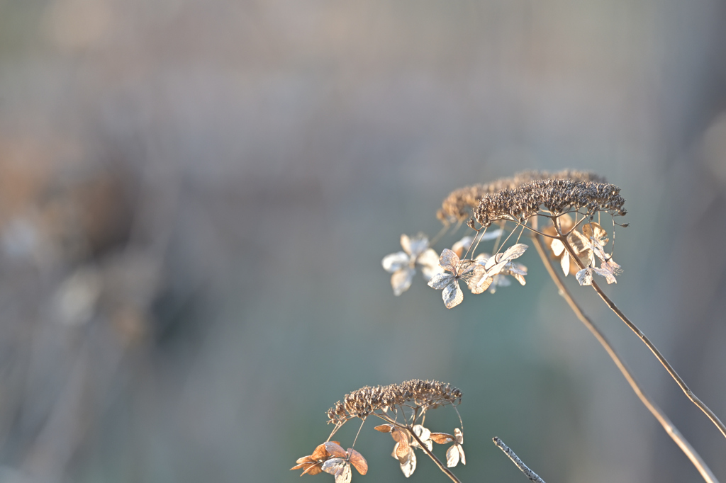 枯れてなおきれい