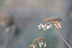 枯れてなおきれい
