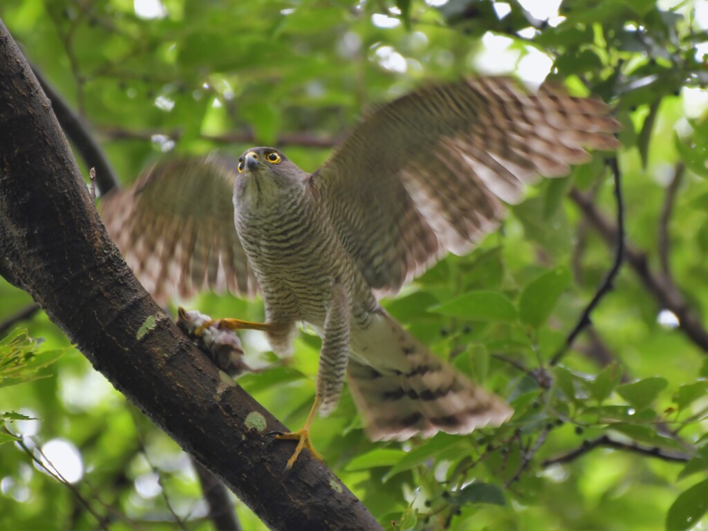 ツミ　♀　7