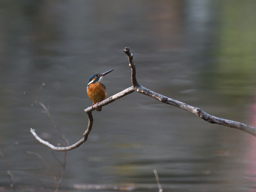 カワセミ　20231216-1