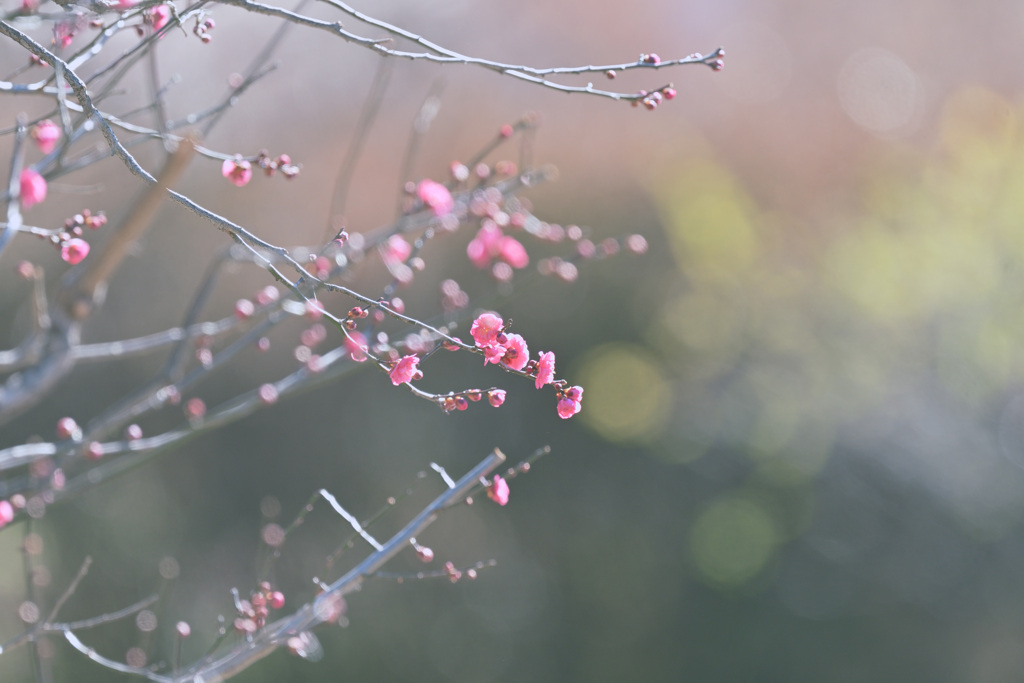 初咲きの花