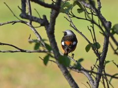 ジョウビタキ ♂ 20251222