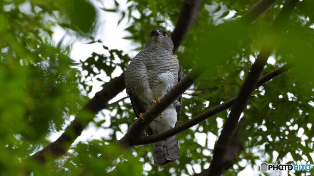 ツミ　♀　２