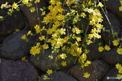 春の黄色_2