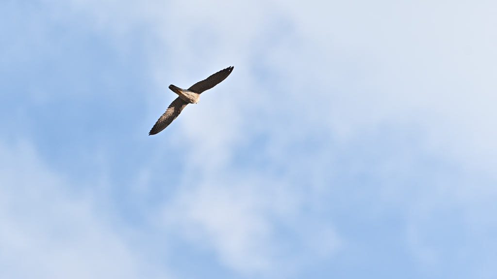 ハヤブサ 20260131-2