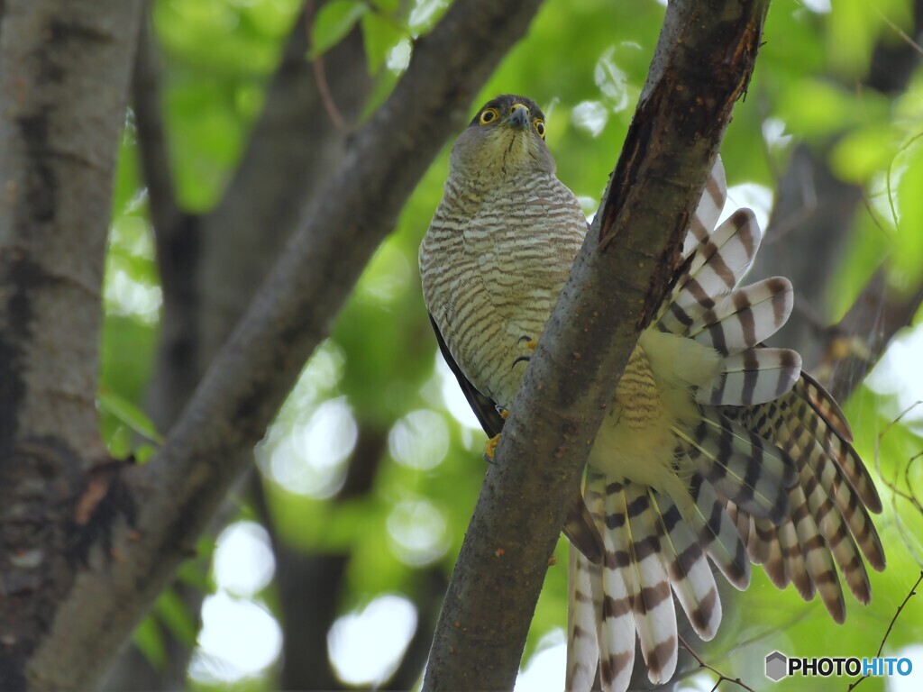 ツミ　♀　8