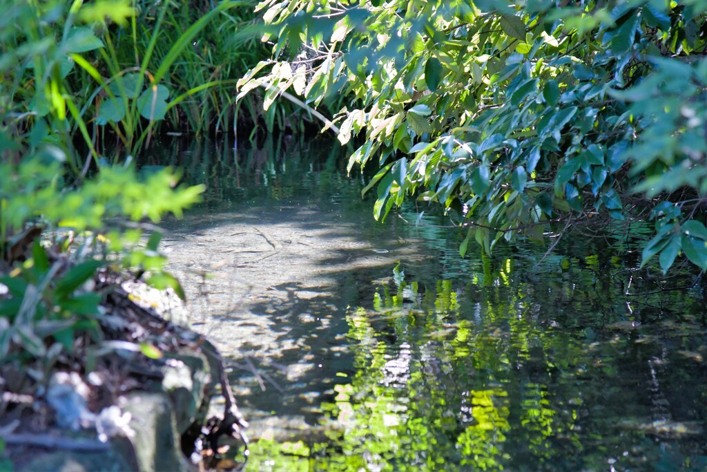 湧き水の池