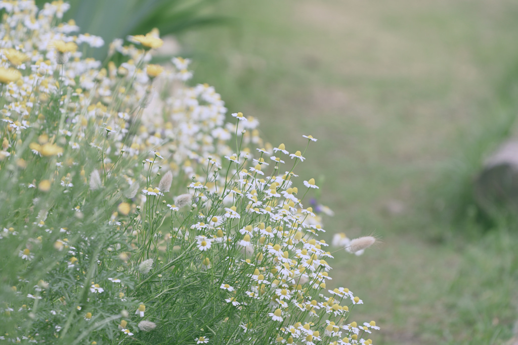 Flower 20240525-2