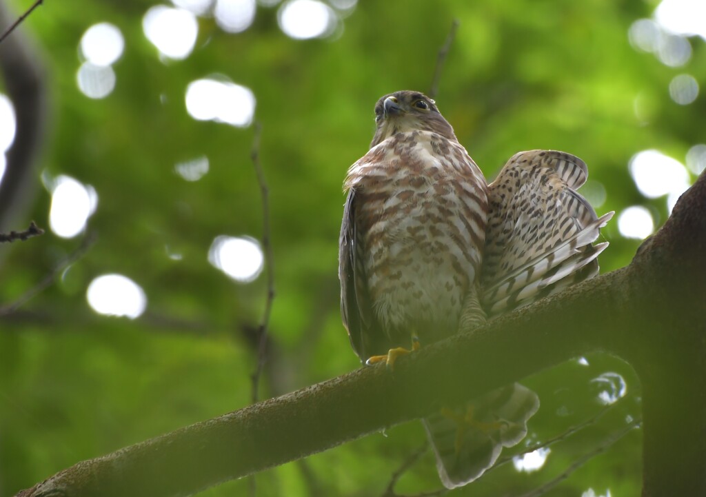 ツミ　幼鳥　20230715-1