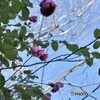 薔薇
