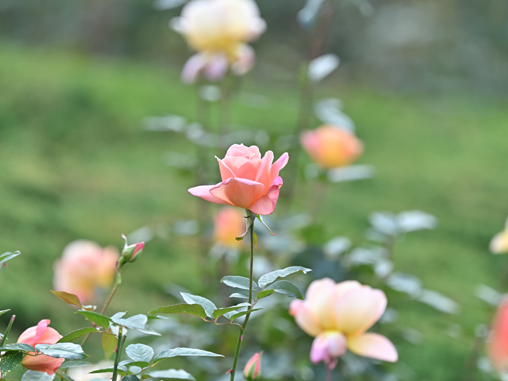 秋バラ 20251108-1