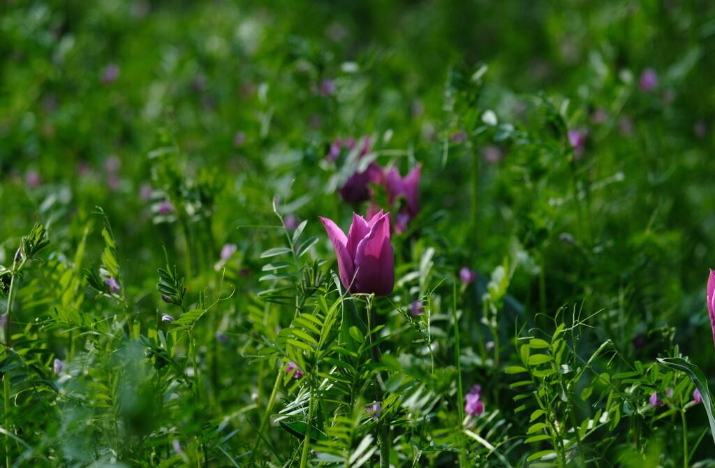 原っぱにチューリップ