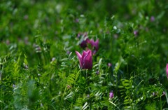 原っぱにチューリップ