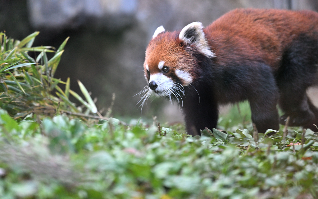 動物園に行く　②