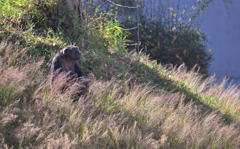 動物園に行く　①