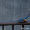 遠くから