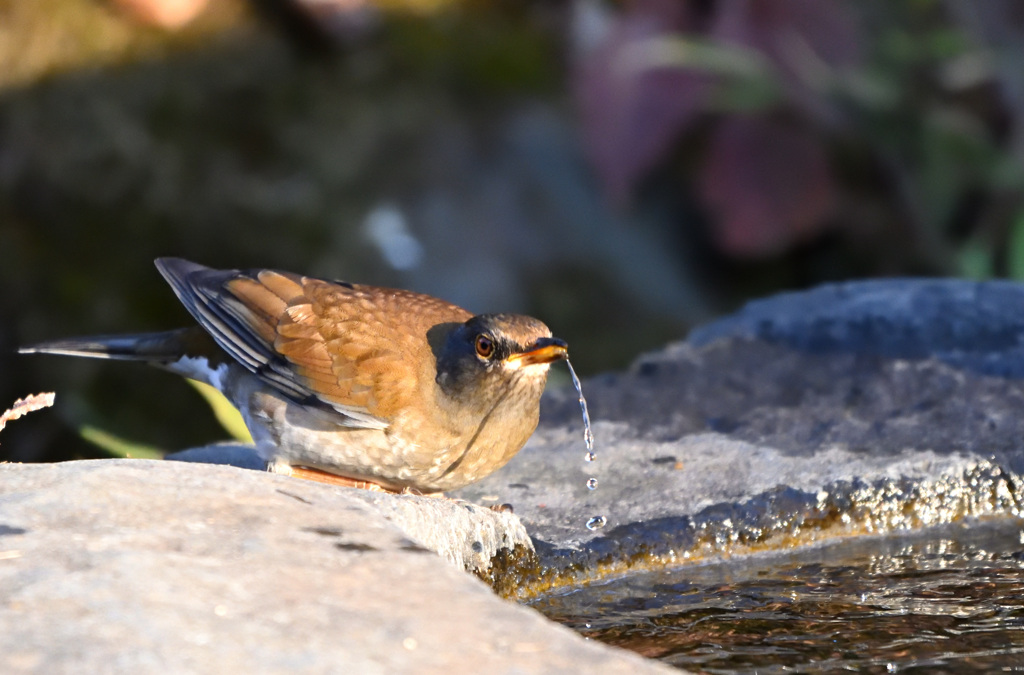 人気の水飲み場で　③